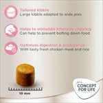 Load image into Gallery viewer, Concept for Life Maine Coon Kitten