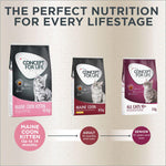 Load image into Gallery viewer, Concept for Life Maine Coon Kitten