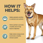 Load image into Gallery viewer, Dog standing next to a list of benefits on a beige background