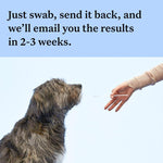 Load image into Gallery viewer, Wisdom Panel Breed Discovery Dog DNA Test