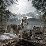 Load image into Gallery viewer, Wolf of Wilderness Stainless Steel Non-Slip Dog Bowl