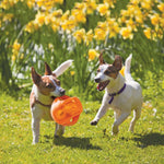 Load image into Gallery viewer, Two dogs playing with an orange ball in a grassy area with yellow flowers in the background