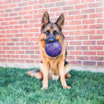 Load image into Gallery viewer, German Shepherd dog with a purple ball in its mouth sitting on grass in front of a brick wall.