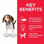 Load image into Gallery viewer, Growth food for puppies <1