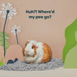 Load image into Gallery viewer, Guinea pig sitting on a bed of wood shavings with text 'Huh?! Where'd my pee go?' and decorative elements in the background.