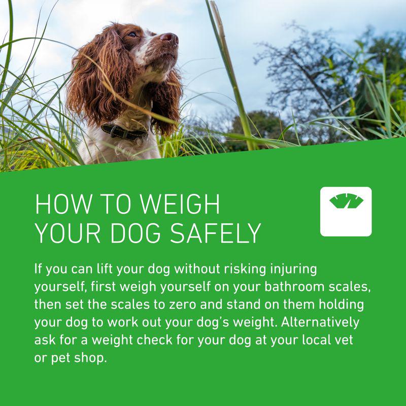 FRONTLINE® Plus Spot On for Dogs - M (10-20kg)