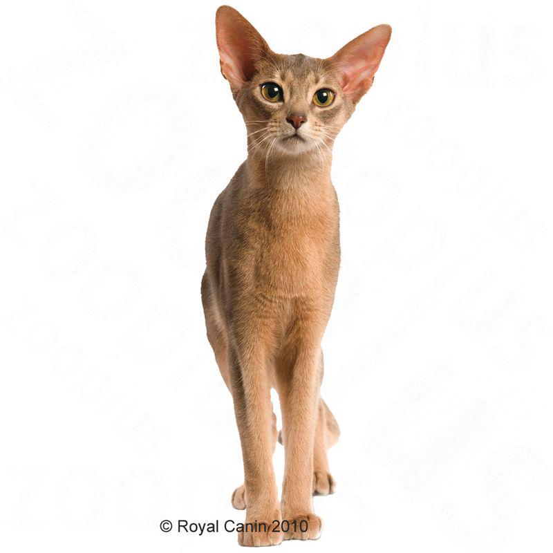 Royal Canin Aroma Exigent