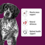 Load image into Gallery viewer, Dog with health benefits listed on a purple background
