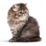 Load image into Gallery viewer, Royal Canin Persian Kitten
