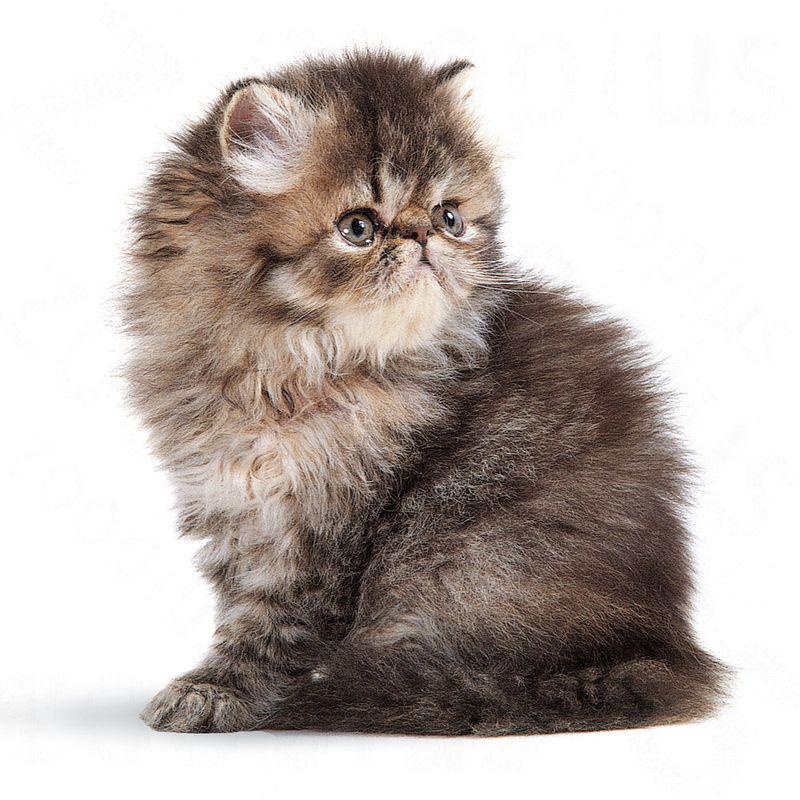 Royal Canin Persian Kitten