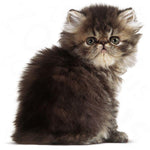 Load image into Gallery viewer, Royal Canin Persian Kitten
