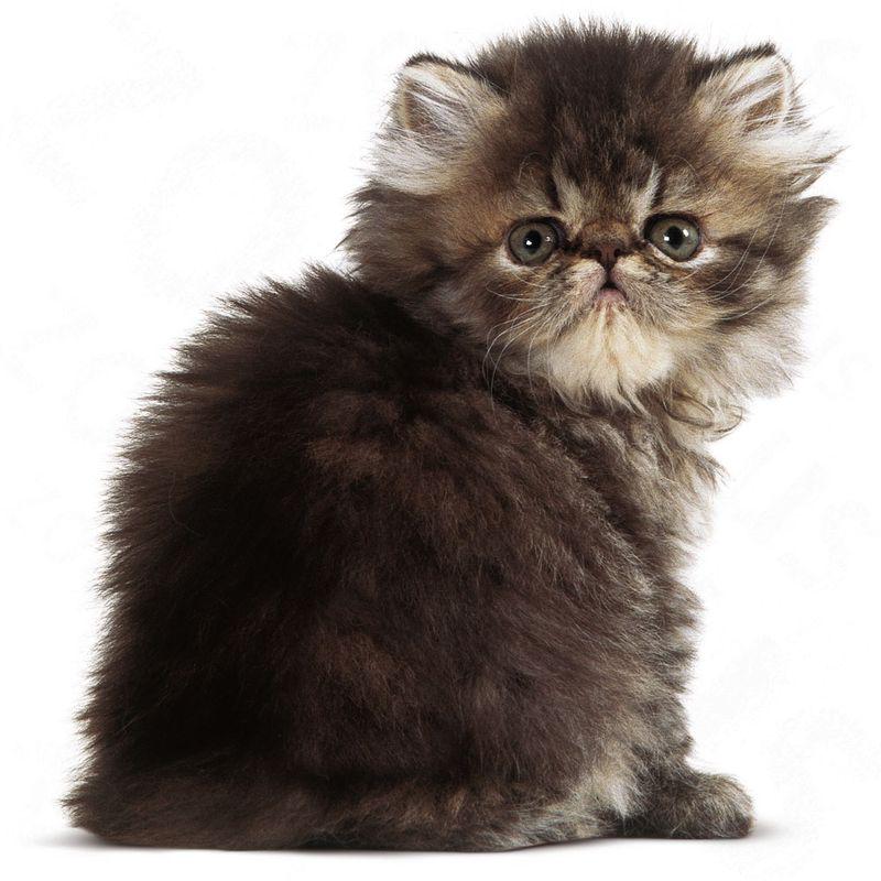 Royal Canin Persian Kitten