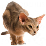 Load image into Gallery viewer, Royal Canin Protein Exigent
