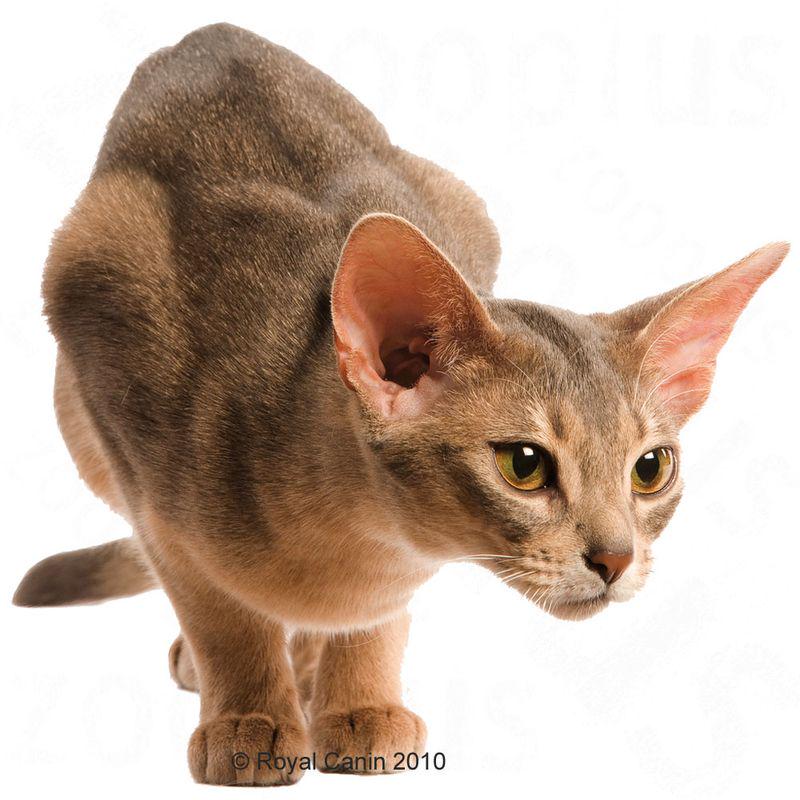 Royal Canin Protein Exigent