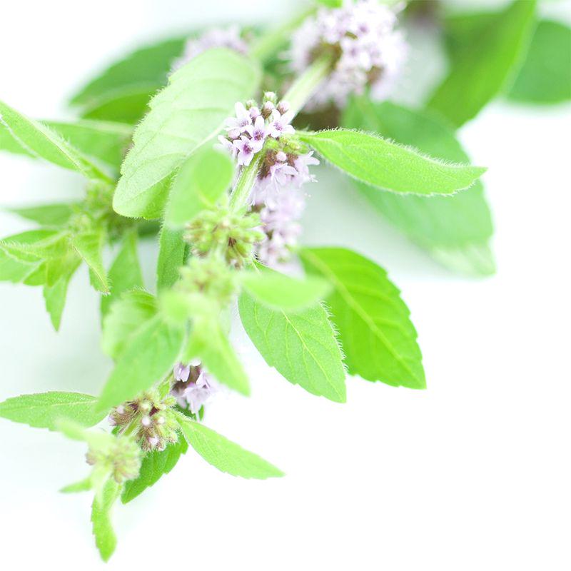 Vet s Best® Clean Teeth Cleaning Pads