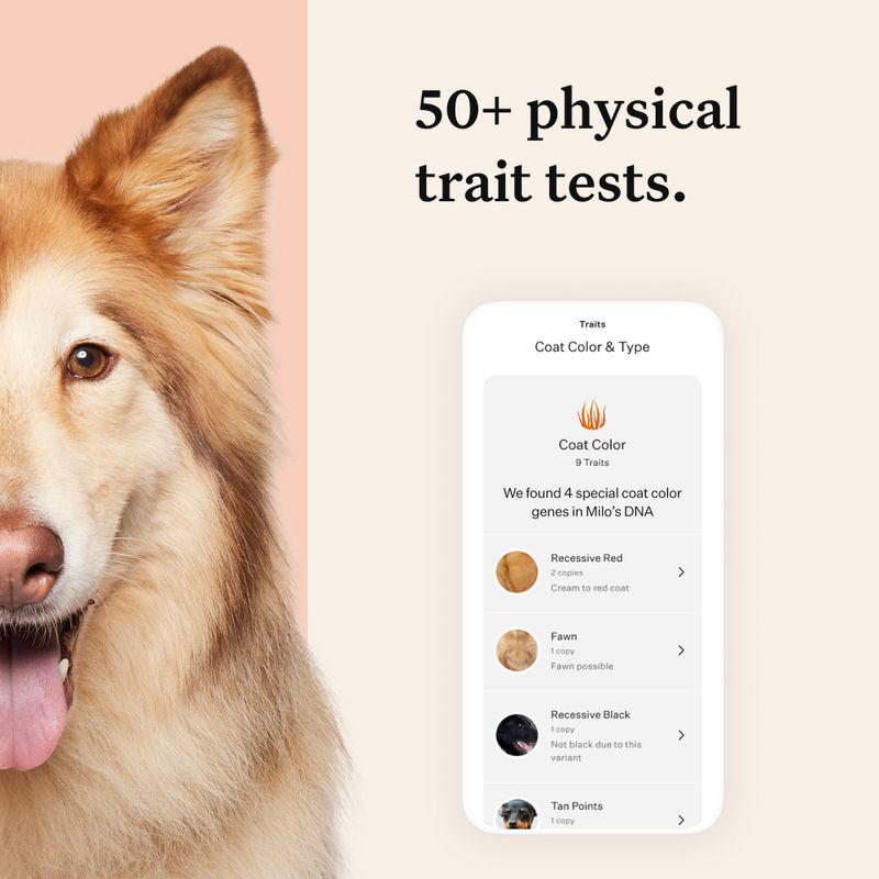 Wisdom Panel Premium Dog DNA Test