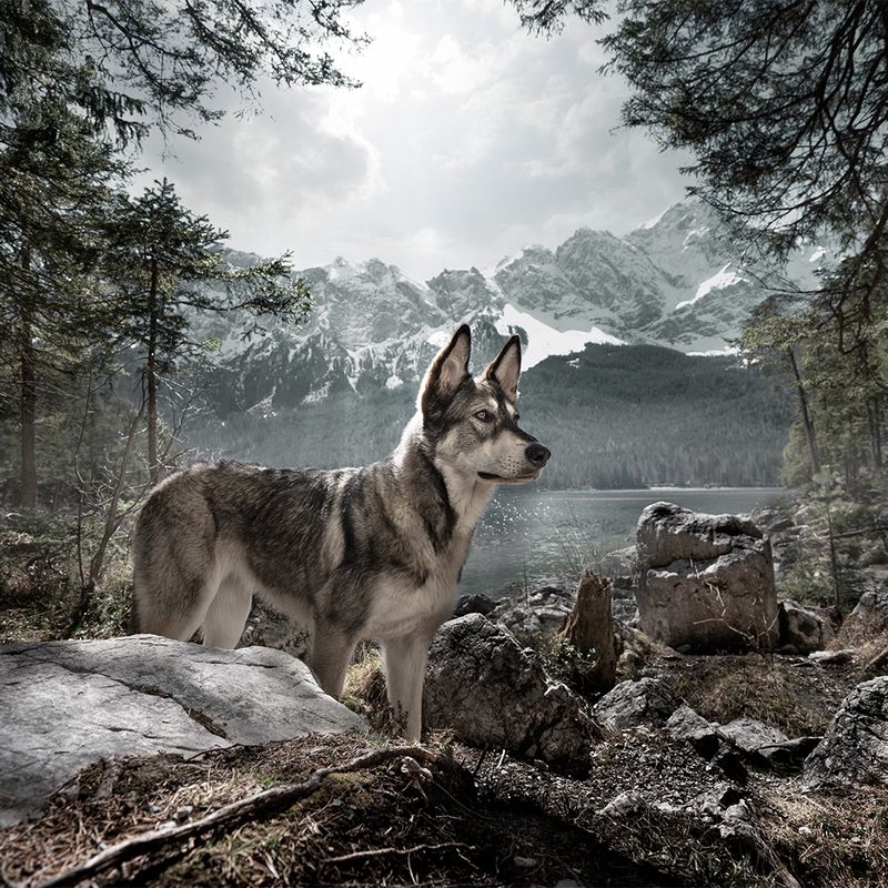 Wolf of Wilderness Dog Food Bag