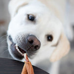 Load image into Gallery viewer, Dog holding a treat in its mouth with a blurred background
