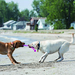 Load image into Gallery viewer, Two dogs playing with a purple toy on a sandy beach with houses and trees in the background.
