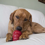 Load image into Gallery viewer, Dog chewing on a red KONG toy on a white couch.
