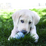 Load image into Gallery viewer, Puppy playing with a ball on grass on alifant
