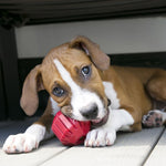 Load image into Gallery viewer, Puppy playing with a red toy on a wooden floor
