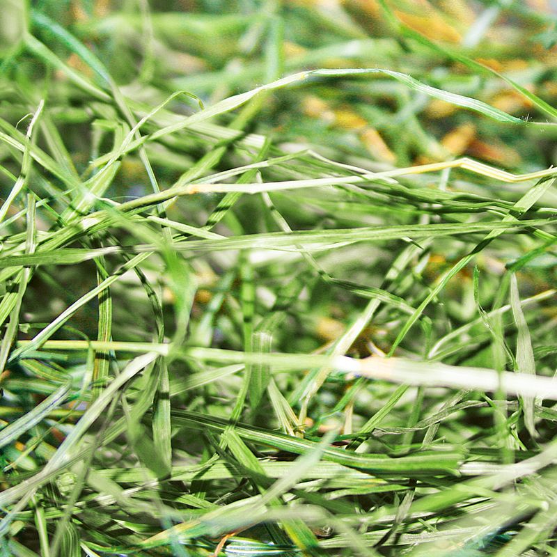 Close-up of green grass with a blurred background