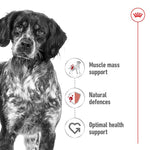 Load image into Gallery viewer, Dog with health benefits listed on a white background
