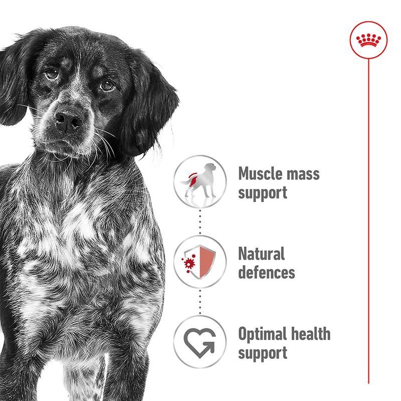 Dog with health benefits listed on a white background
