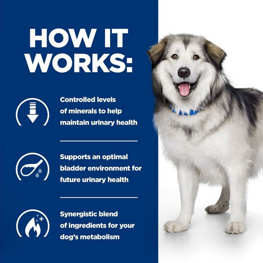 Dog with text explaining product benefits on a blue background