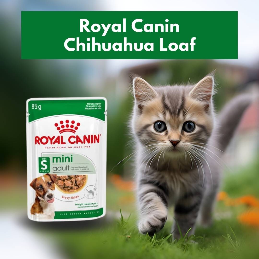 chihuahua wet food loaf 