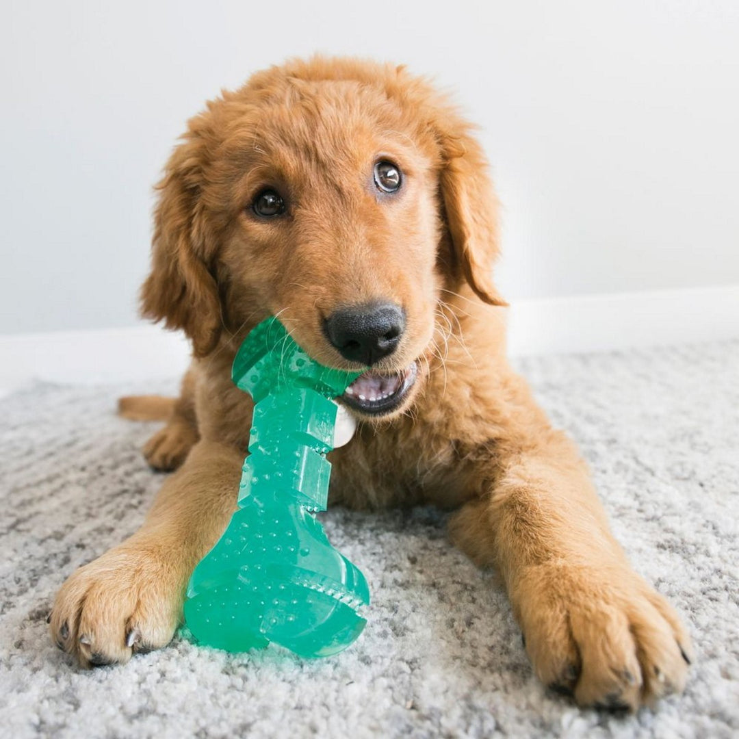 Puppy playing with a green bone-shaped toy on a carpeted floor.