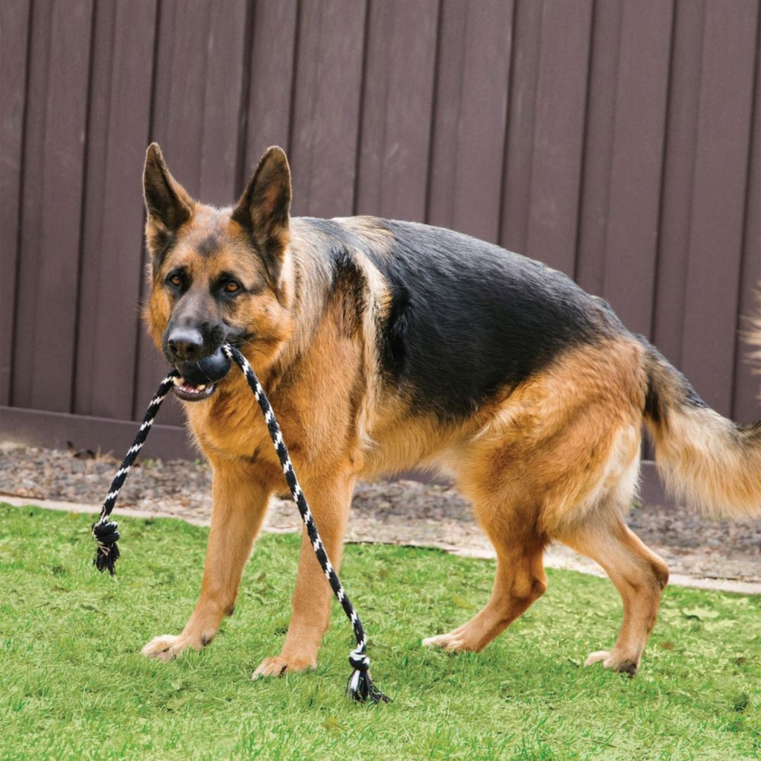 German Shepherd dog with a black and white rope toy in its mouth on grass.