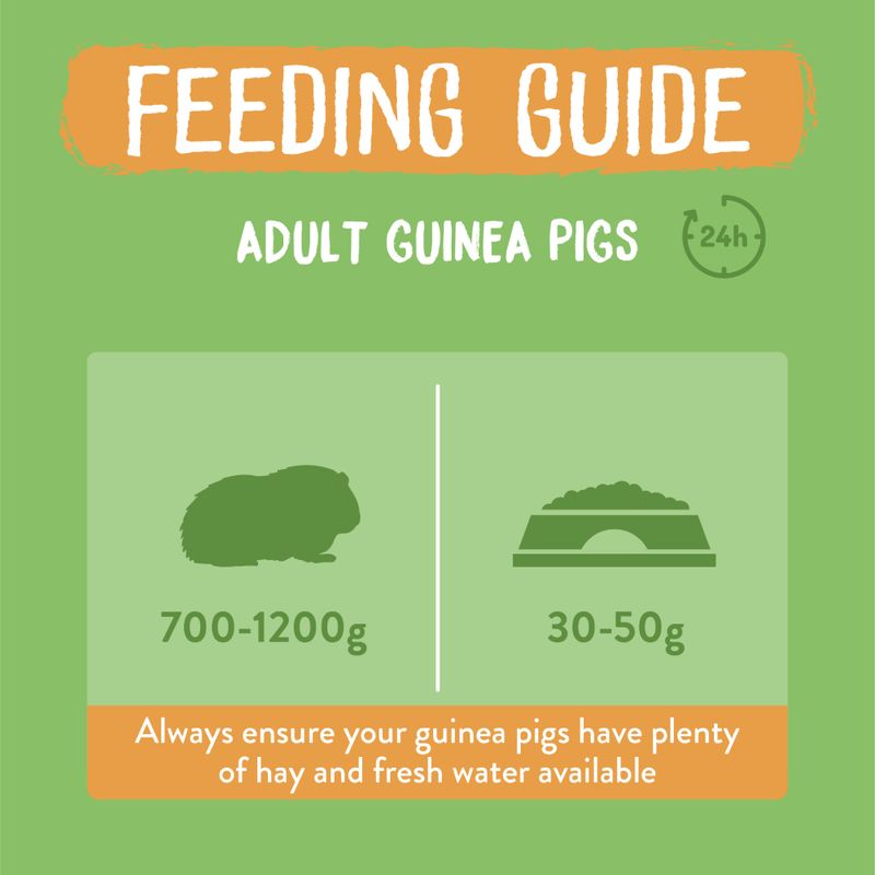 Feeding guide for adult guinea pigs with icons and text on a green background