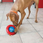 Load image into Gallery viewer, Dog playing with a red and blue toy on a tiled floor
