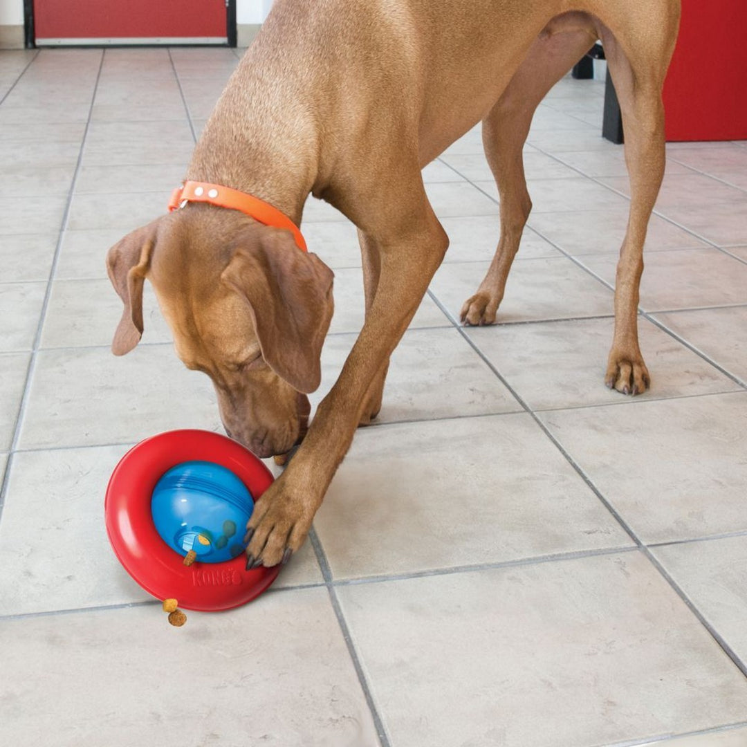 Dog playing with a red and blue toy on a tiled floor