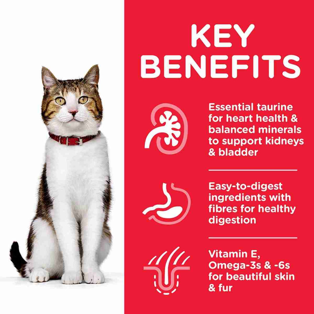 Wet food for senior cats