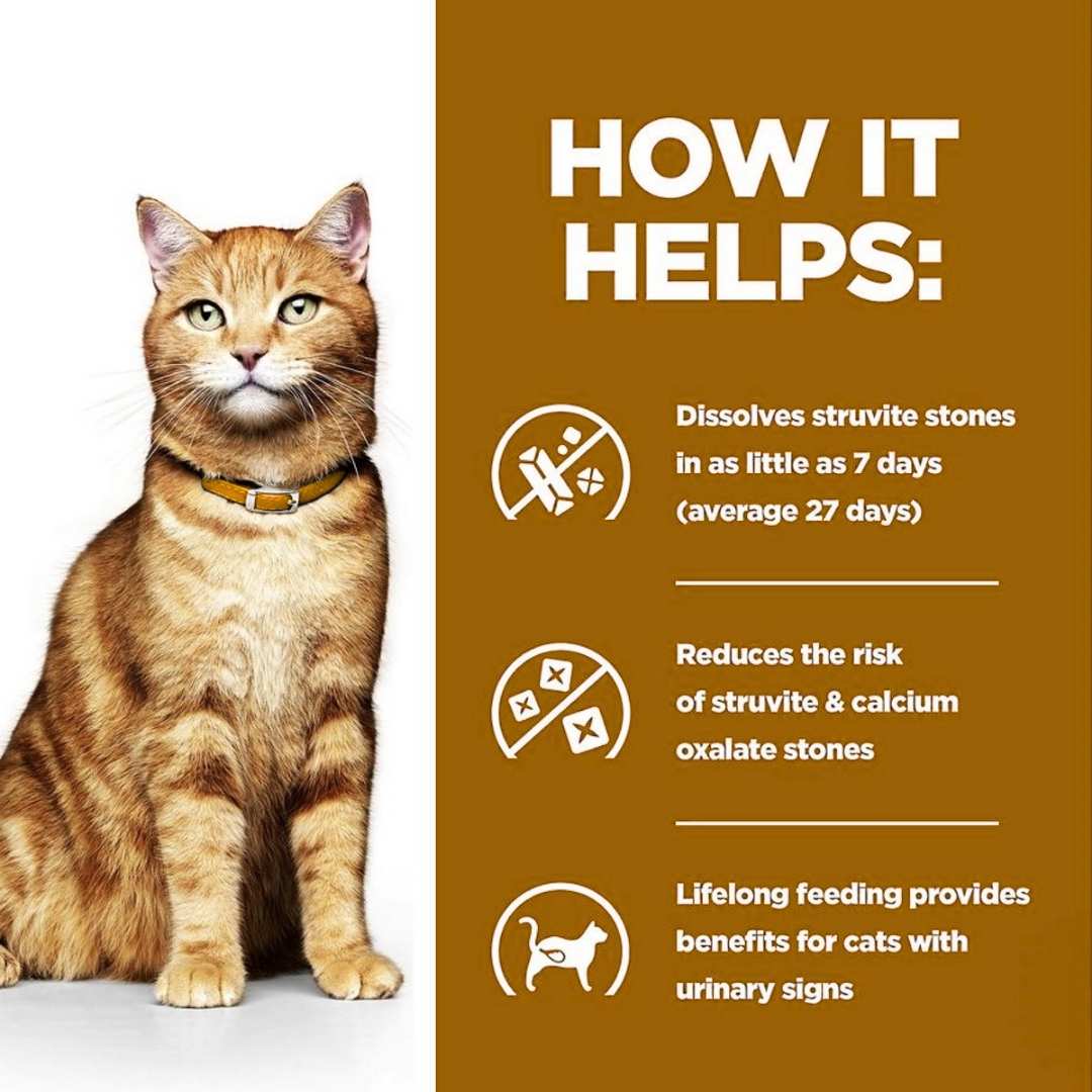 Wet food for cats