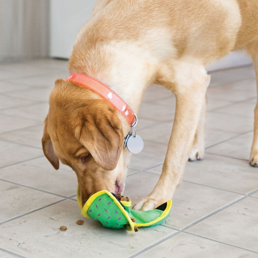 Dog playing with a green and yellow toy on a tiled floor