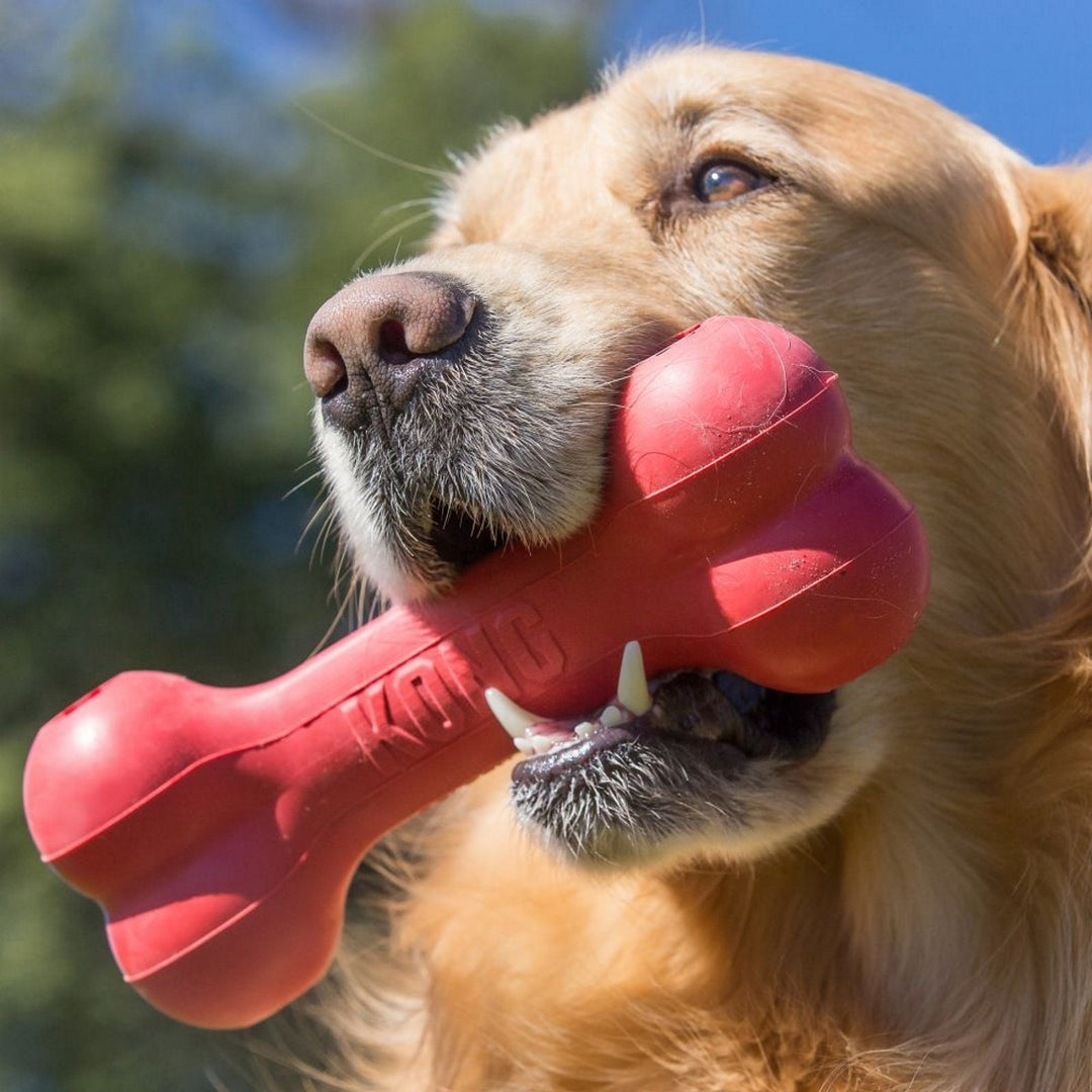 Dog holding a red bone-shaped toy in its mouth outdoors