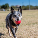 Load image into Gallery viewer, Dog with a red ball in its mouth on a grassy field
