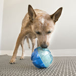 Load image into Gallery viewer, Dog playing with a blue and clear ball toy on a carpeted floor.
