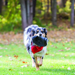 Load image into Gallery viewer, Dog running outdoors with a black muzzle and red bandana alifant
