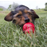 Load image into Gallery viewer, Dog playing with a red toy in the grass
