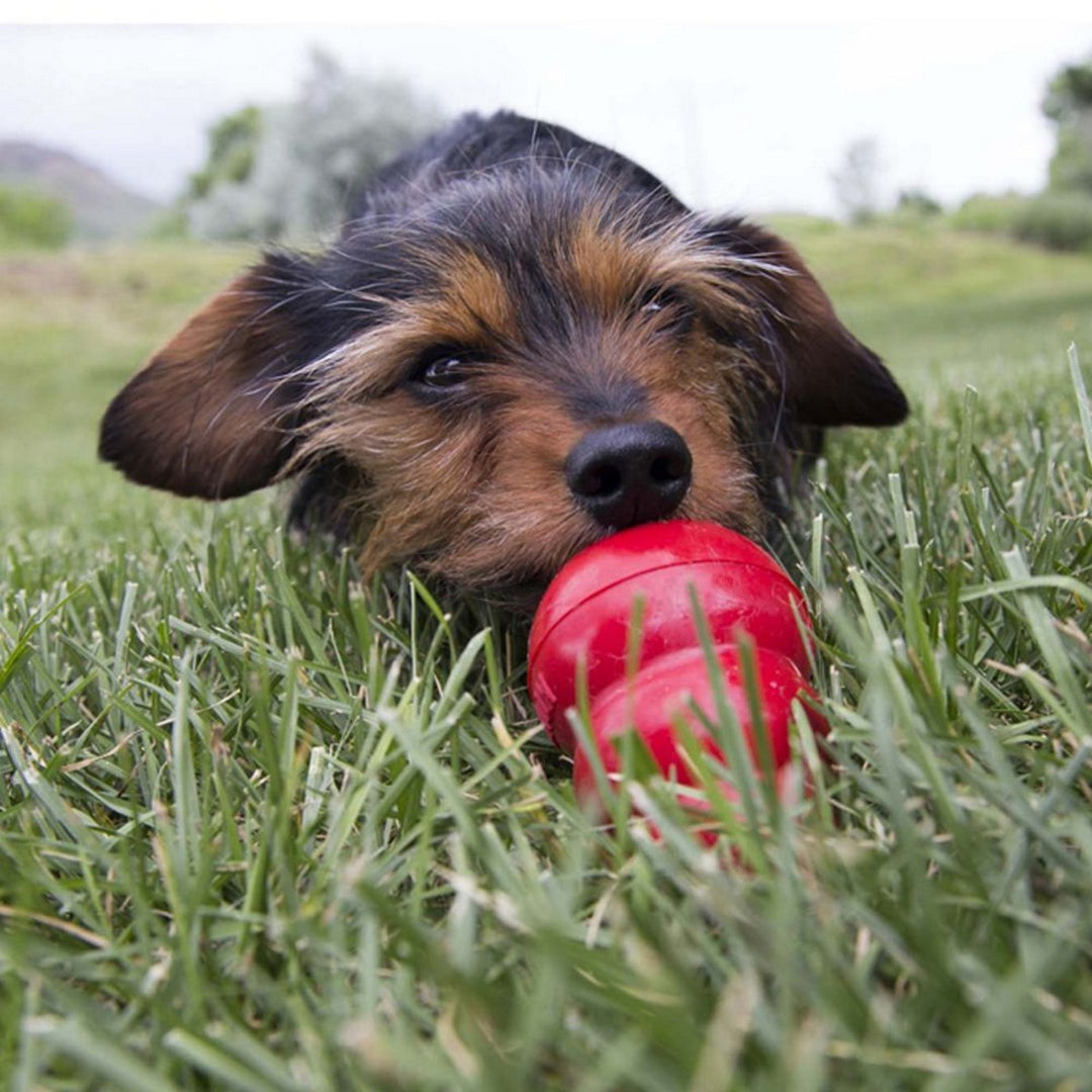 Dog playing with a red toy in the grass