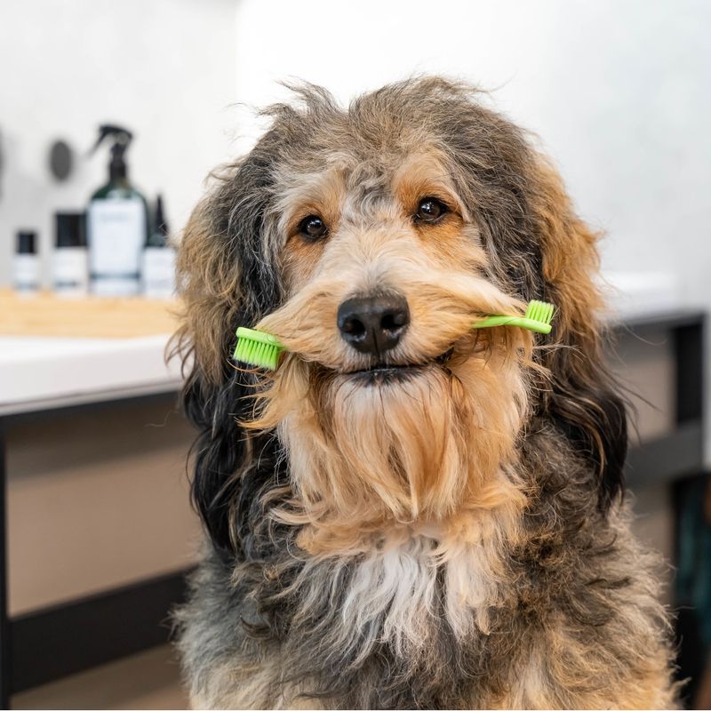 kooa Dental Care Set