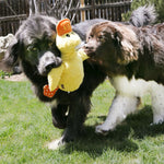 Load image into Gallery viewer, Two large dogs playing with a yellow duck toy on grass.
