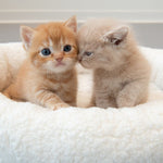 Load image into Gallery viewer, Two kittens touching noses on a white blanket

