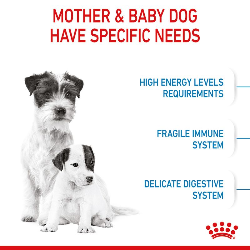 Small breed starter dog food
