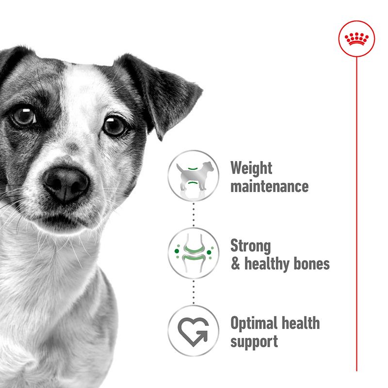 Small breed adult dog food